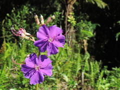 Pleroma heteromallum