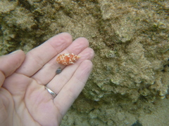 Mitra stictica