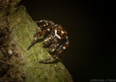 Paraphilaeus daemeli