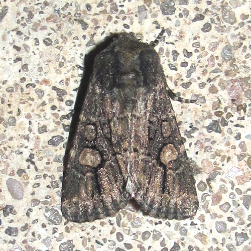 Hexorthodes serrata Smith, 1900
