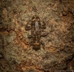 Stigmatium mastersii
