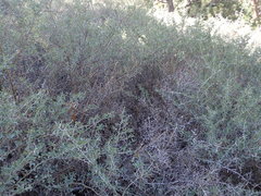 Ceanothus cordulatus