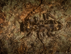 Stigmatium mastersii