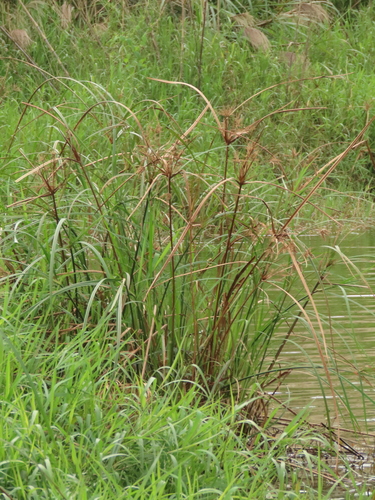Cyperus ohwii iNat (3)