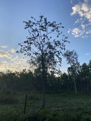 Eucalyptus shirleyi