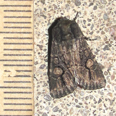 Hexorthodes serrata