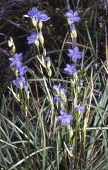 Orthrosanthus multiflorus