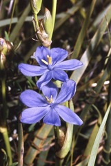 Orthrosanthus multiflorus