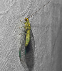 Calochrysa extranea