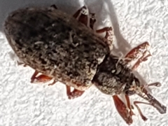 Dorytomus