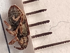 Dorytomus