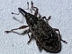 Dorytomus