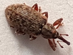 Dorytomus