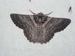 Hypobapta tachyhalotaria