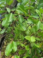Gymnanthera oblonga