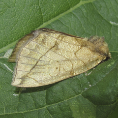 Basilodes pepita