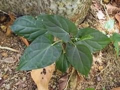 Cynanchum pulchellum