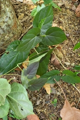 Cynanchum pulchellum