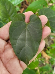 Cynanchum pulchellum