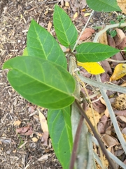 Vincetoxicum indicum