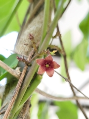 Vincetoxicum indicum