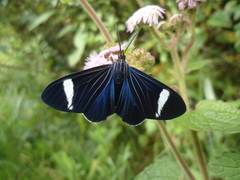 Lepidoptera