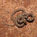 Common Cat Snake - Photo (c) Hopeland, some rights reserved (CC BY), uploaded by Hopeland