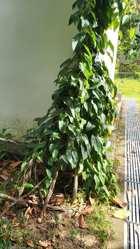 Image of Aristolochia acuminata by (c) Cheongweei Gan, some rights reserved (CC BY)
