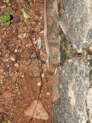 Lycodon anamallensis