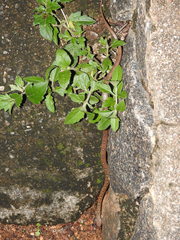 Lycodon anamallensis