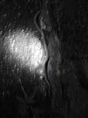 Lycodon anamallensis