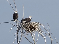 Haliaeetus leucocephalus