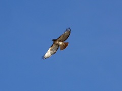 Buteo jamaicensis