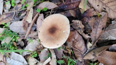 Lepiota spheniscispora
