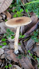 Lepiota spheniscispora