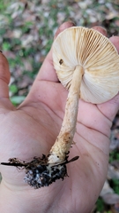 Lepiota spheniscispora