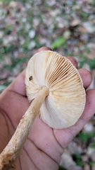 Lepiota spheniscispora