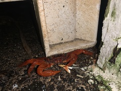 Geograpsus stormi