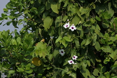 Ipomoea campanulata