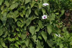 Ipomoea campanulata