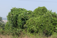 Ipomoea campanulata
