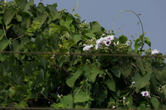Ipomoea campanulata