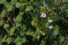 Ipomoea campanulata