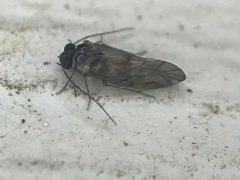 Peripsocus