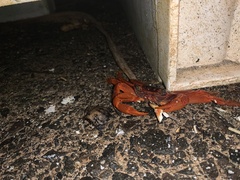 Geograpsus stormi
