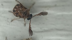 Megacerus cubiculus