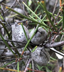 Hakea vittata