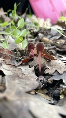 Marasmius plicatulus