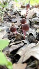 Marasmius plicatulus