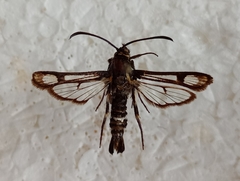 Chamaesphecia kautti